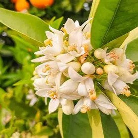 Legacy Originals Collection - Cell Regenerating Serum 30ml