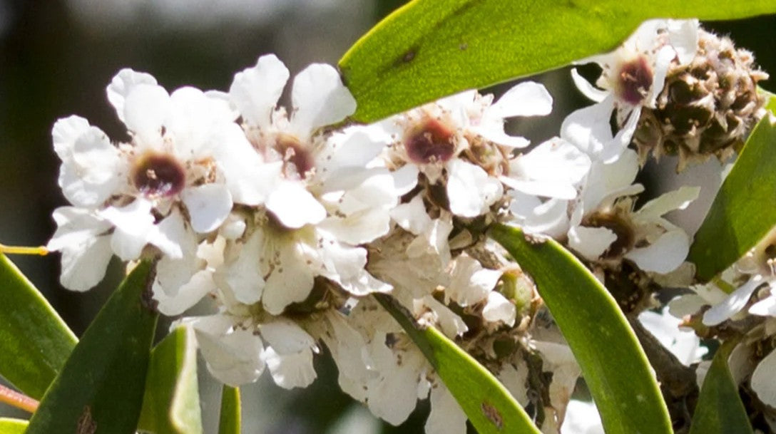 Hydrolat Sandalwood & Fragonia 50ml