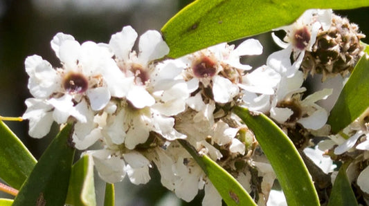 Hydrolat Sandalwood & Fragonia 50ml